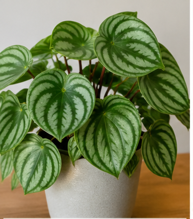 Peperomia