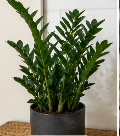 ZZ Plant