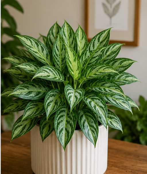 Chinese Evergreen