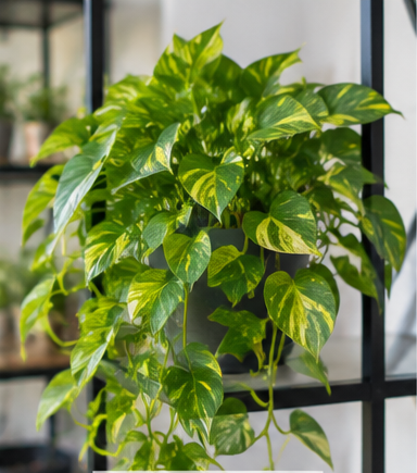 Pothos