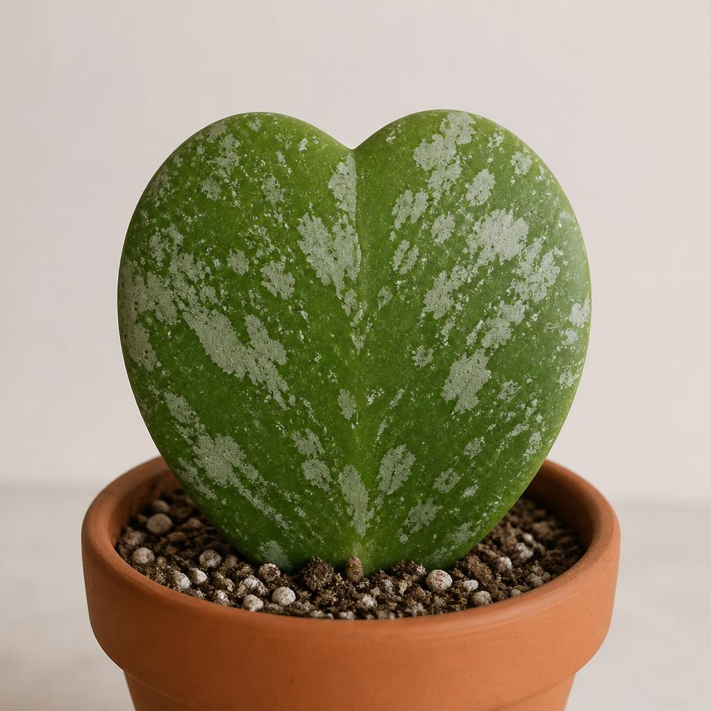 Hoya